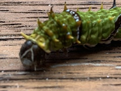 Papilio aegeus aegeus