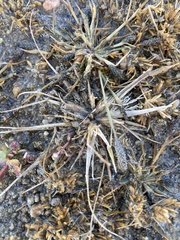 Sporobolus alopecuroides