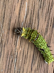 Papilio aegeus aegeus