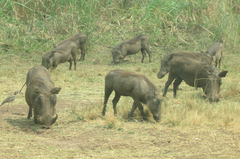 Phacochoerus africanus