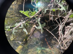 Actinemys marmorata marmorata