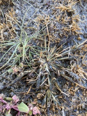 Sporobolus alopecuroides