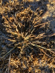 Sporobolus alopecuroides