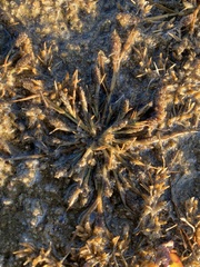 Sporobolus alopecuroides