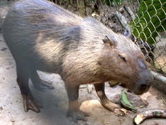 Hydrochoerus