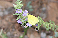 Eurema smilax