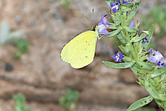 Eurema smilax