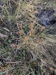 Rhynchospora cephalantha