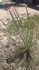 Asphodelus fistulosus