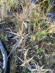 Dichanthelium scabriusculum