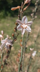 Asphodelus fistulosus