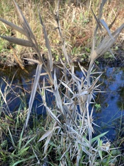 Dichanthelium scabriusculum