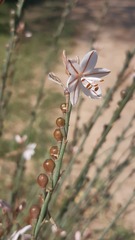 Asphodelus fistulosus