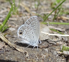 Hemiargus ceraunus