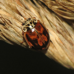 Mulsantina picta