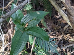 Tripladenia cunninghamii