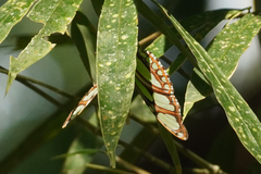 Philaethria dido