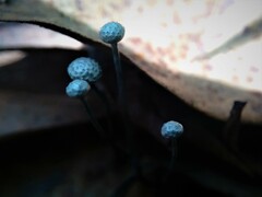 Xylaria clusiae