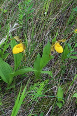 Cypripedium parviflorum pubescens