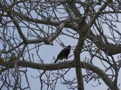 Parabuteo unicinctus