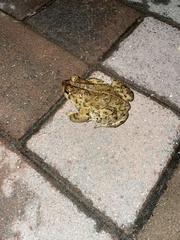 Anaxyrus boreas halophilus