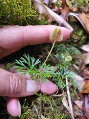 Elaphoglossum peltatum