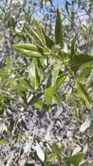 Spinoliva ilicifolia