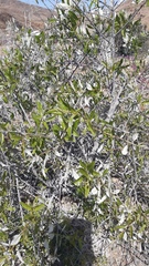 Spinoliva ilicifolia