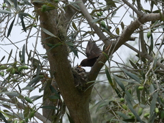 Pyrocephalus rubinus