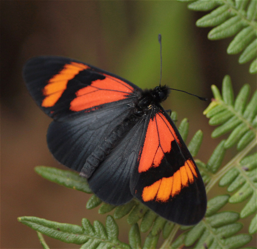 Altinote dicaeus