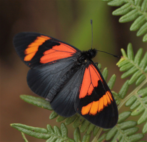 Altinote dicaeus