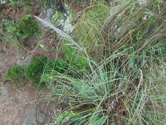 Muhlenbergia pubescens