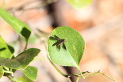 Ocyptamus antiphates