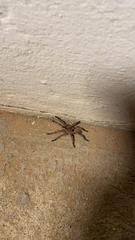 Dolichothele exilis