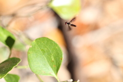 Ocyptamus antiphates