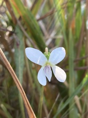 Viola lanceolata