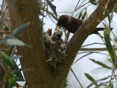 Pyrocephalus rubinus