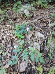 Dicliptera resupinata