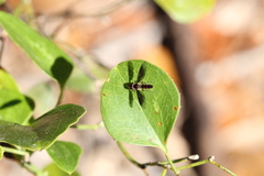 Ocyptamus antiphates