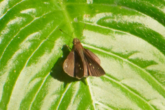 Cymaenes tripunctus theogenis