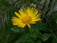 Doronicum clusii