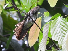 Cacomantis variolosus sepulcralis