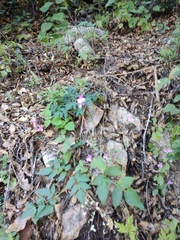 Dicliptera resupinata