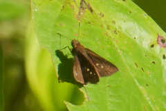 Cymaenes tripunctus theogenis