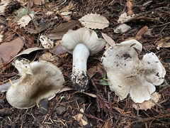 Tricholoma pardinum