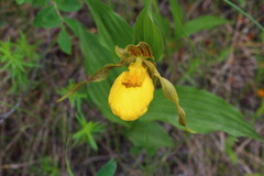 Cypripedium parviflorum pubescens