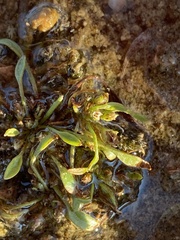 Limosella aquatica