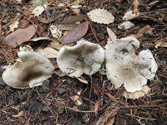 Tricholoma pardinum