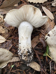 Tricholoma pardinum