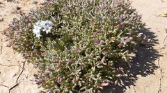 Zephyra